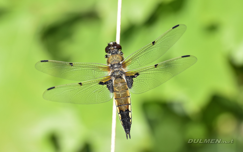 Four-spotted Chaser (male, Libellula quadrimaculata)